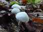 Elefántcsont-csigagomba (Hygrophorus eburneus), Őrség